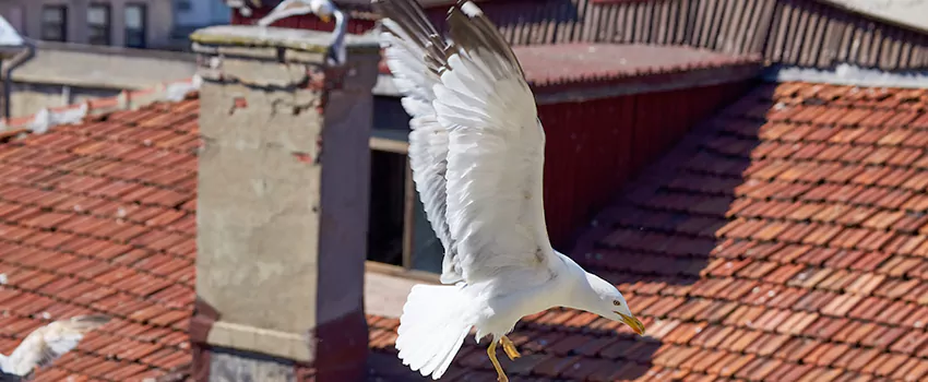 Residential Chimney Animal Removal Solution in Royal Oak, MI